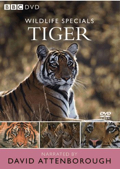 Wildlife Special Tiger