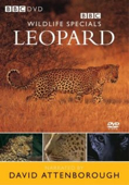 Wildlife Special Leopard