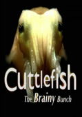 Cuttlefish: The Brainy Bunch